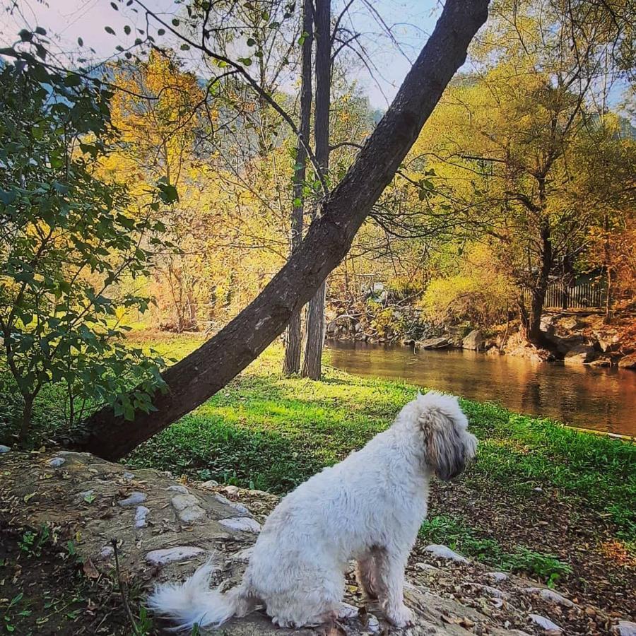 Golemi Kamik Pirot Vlasi Dış mekan fotoğraf